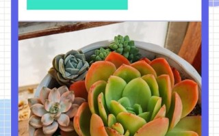 多肉叶片快速发芽有啥诀窍？