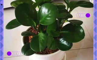 水培豆瓣绿转土培怎么弄？