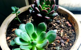 红宝石多肉怎么是紫红