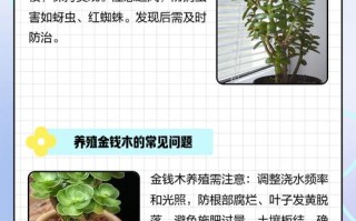 金钱树能嫁接多肉吗？