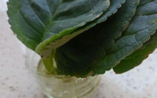 盆栽大岩桐怎么养才开花？