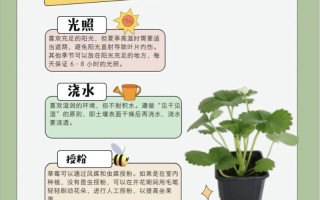 盆栽草莓何时浇水最合适？