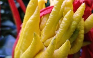 佛手盆栽图片有哪些品种与造型？