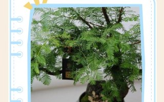 盆栽水杉怎么养？关键方法有哪些？