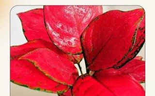 红叶盆栽叫什么？附图片识别？