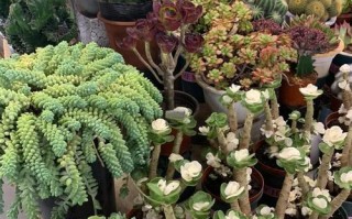 昆明斗南花卉大中型盆栽有何选购秘诀？