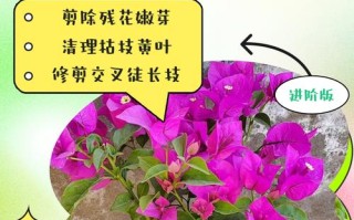 盆栽梅花花后修剪要剪到什么程度？