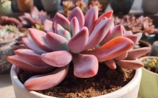 多肉酒米之舞图片大全