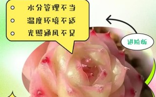 多肉种几天怎么浇水？