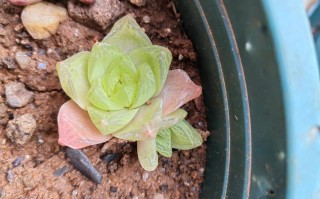 玉露发货如何包装才安全？