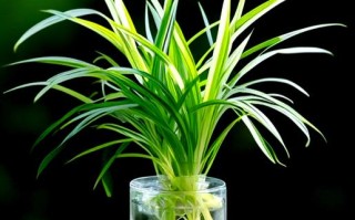 吊兰水培用营养液会怎样？