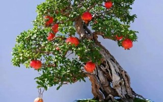 家里适合养石榴盆栽吗？