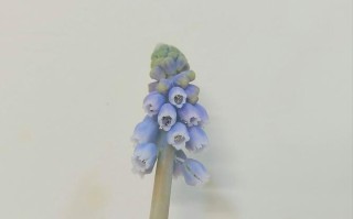 刚买的风信子水培怎么养？