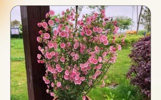 盆栽花卉何时该搬入室内？