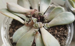 哪些多肉不能摘叶？养护禁忌有哪些？