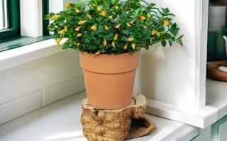 阳台盆栽花品种有哪些？