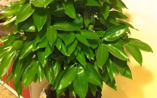 阳台盆栽花卉怎么选？