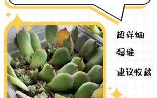 多肉发芽最佳季节是什么时候？