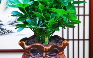 想送男生盆栽送什么好