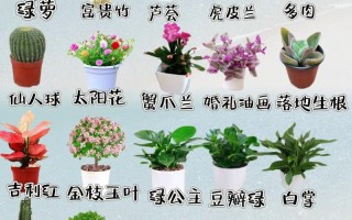 各种盆栽花的图片及名称