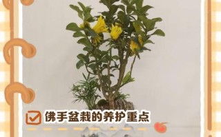 佛手花盆栽怎么养才好？