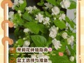 盆栽草茉莉的种植管理