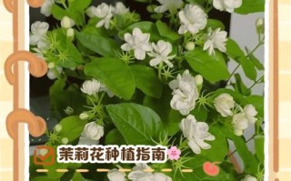 盆栽草茉莉的种植管理