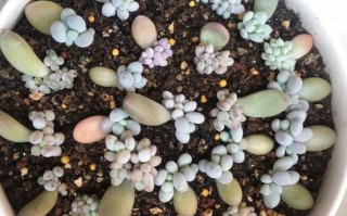 多肉米粒怎么繁殖图片