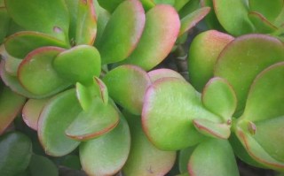 孕妇养多肉，哪些安全又好养？