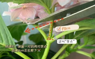 盆栽臭球花剪枝要剪哪些枝？