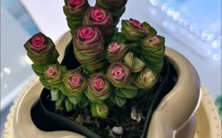 玫瑰多肉的花语是什么？