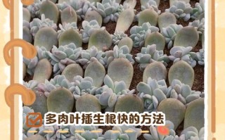 多肉夏季扦插多久能生根？