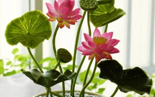 哪里能找到像荷叶的盆栽图片？