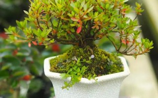 杜鹃能放厕所吗？