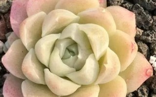 月美人品种图片有哪些？