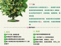 桂花盆栽桂花怎么施肥