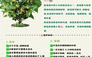桂花盆栽桂花怎么施肥