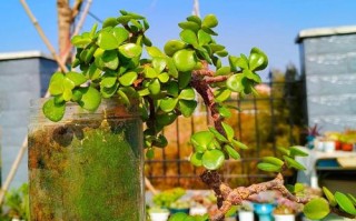 金枝玉叶多肉能水培吗？