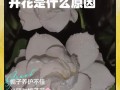 水培栀子花为何不开花？