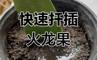 火龙果盆栽何时剪？怎么剪才高产？