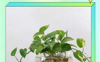 水培绿萝如何生长？全程变化揭秘