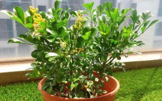 米兰花水插能生根吗？