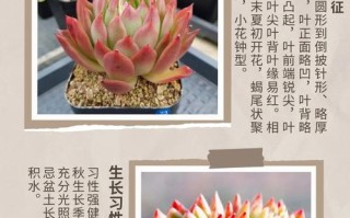 多肉相府莲怎么扦插？