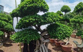 盆栽榕树枝断了怎么办？