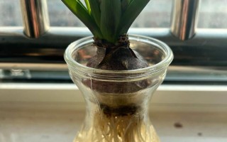 水培风信子开花后怎么养