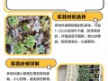 龙城多肉移栽方法有哪些关键步骤？