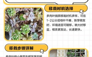 龙城多肉移栽方法有哪些关键步骤？