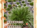 水培菖蒲叶子细如何变粗壮？
