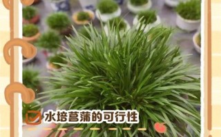 水培菖蒲叶子细如何变粗壮？