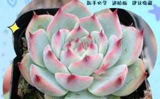 吉娃娃多肉如何养出红边状态？